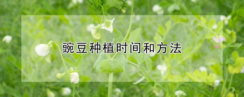 豌豆种植时间和方法