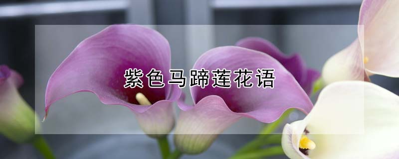 紫色马蹄莲花语