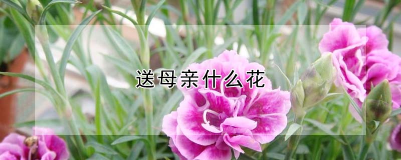 送母亲什么花