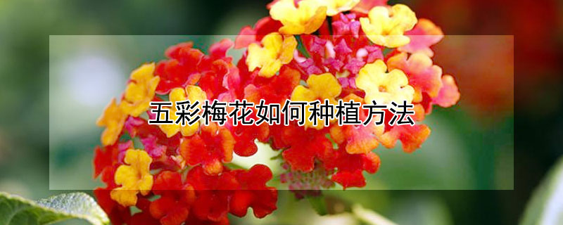五彩梅花如何种植方法 发财农业网 五彩梅花如何种植方法 发财农业网