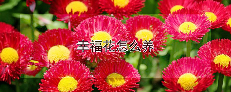 幸福花怎么养