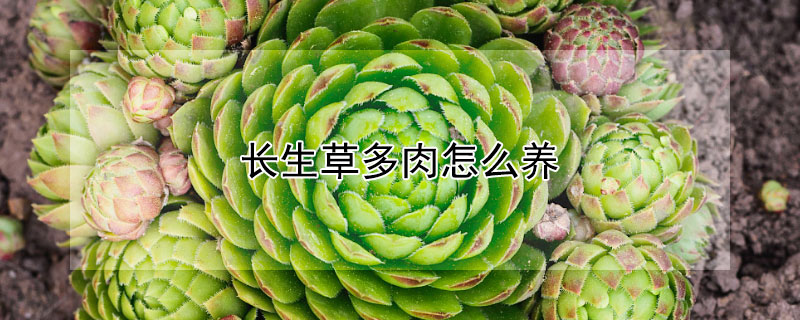 长生草多肉怎么养