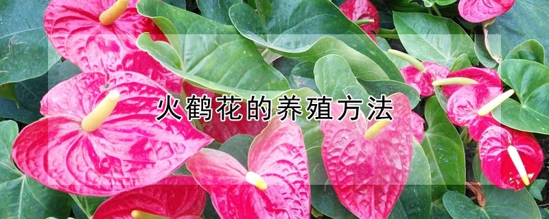 火鹤花的养殖方法