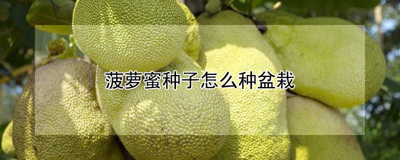 菠萝蜜种子怎么种盆栽 —【发财农业网】
