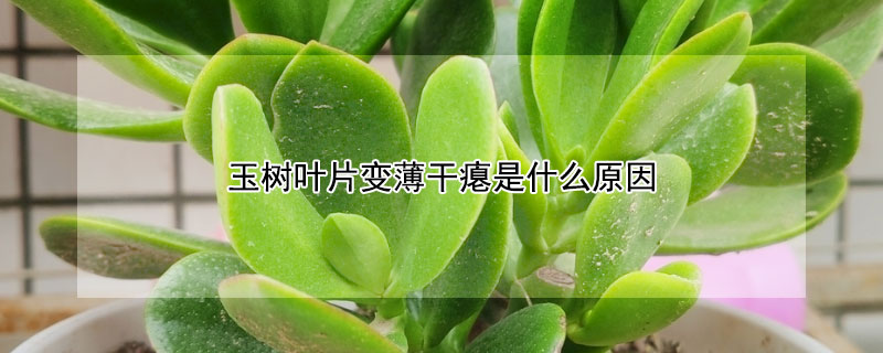 玉树叶片变薄干瘪是什么原因