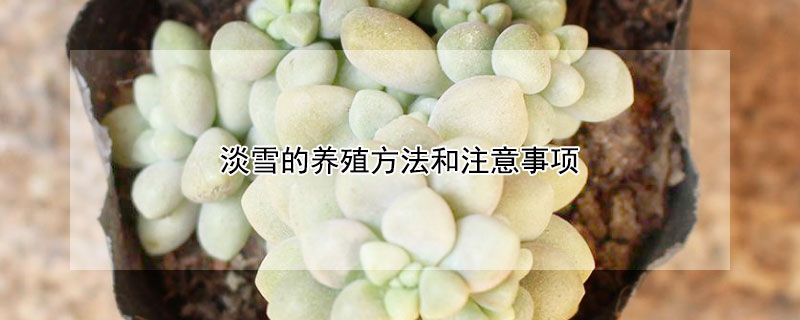 淡雪的养殖方法和注意事项