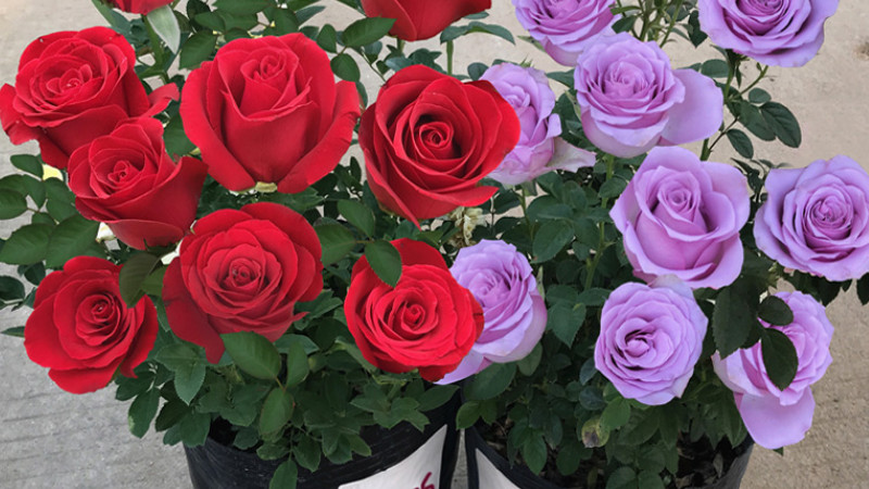 盆栽玫瑰花的养殖方法和注意事项