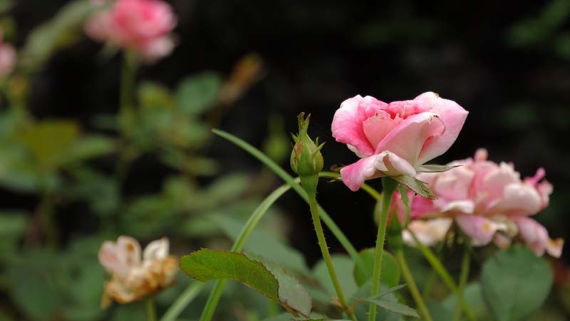 小月季花的养殖方法和注意事项