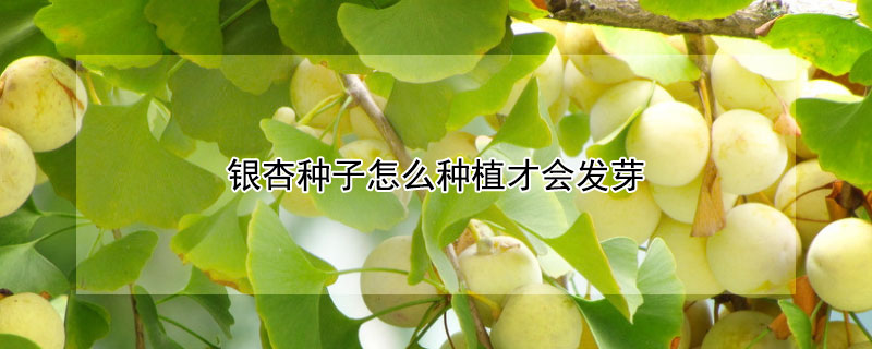 银杏种子怎么种植才会发芽