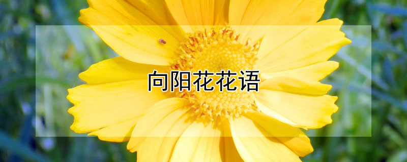 向阳花花语