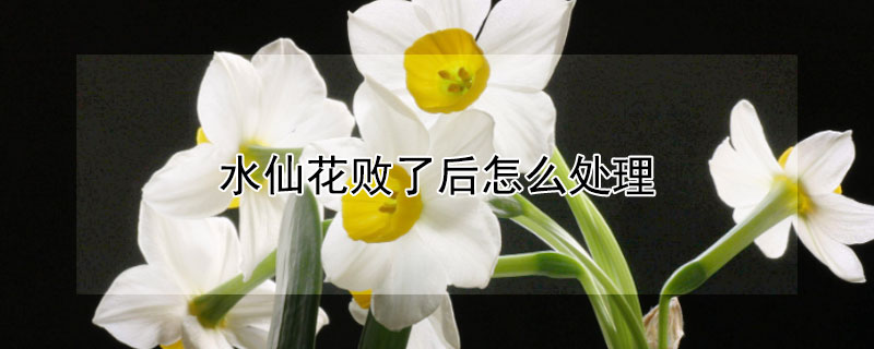 水仙花败了后怎么处理