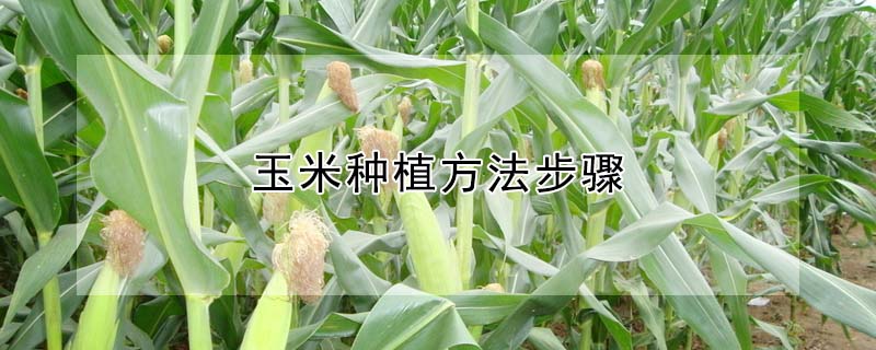 玉米种植方法步骤