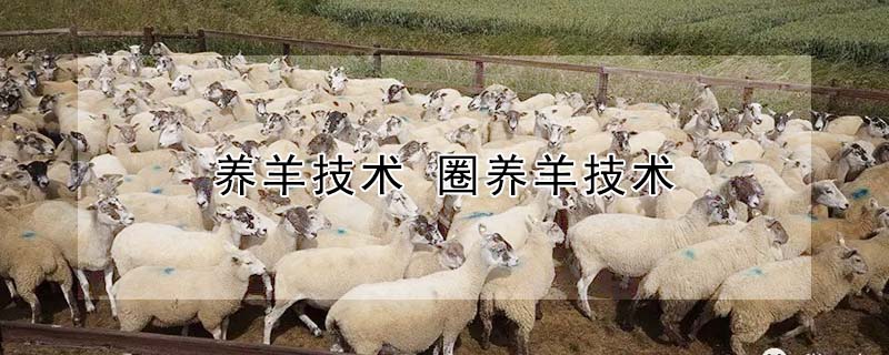 养羊技术 圈养羊技术