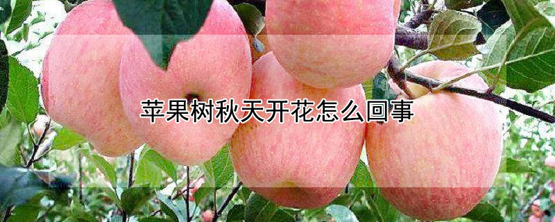 苹果树秋天开花怎么回事