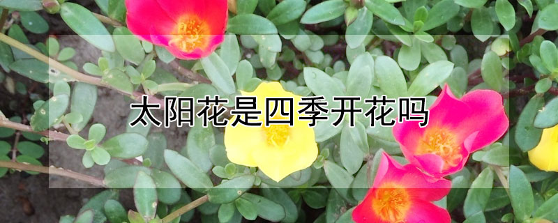 太阳花是四季开花吗