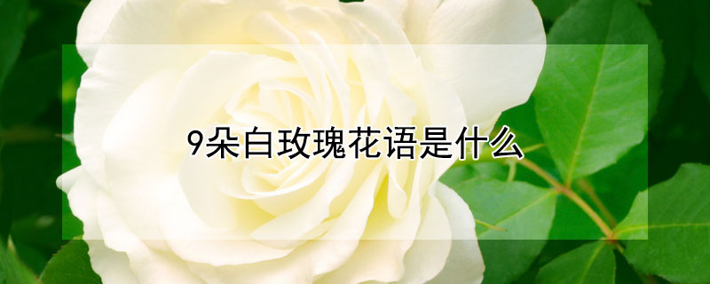 9朵白玫瑰花语是什么
