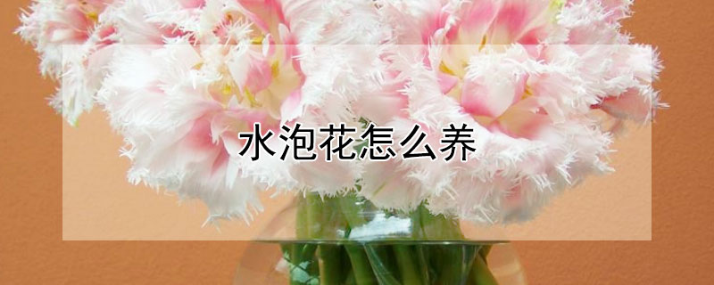 水泡花怎么养