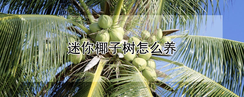 迷你椰子树怎么养