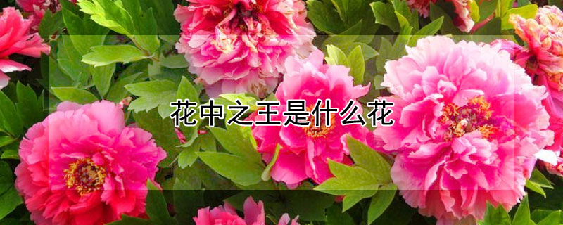 花中之王是什么花