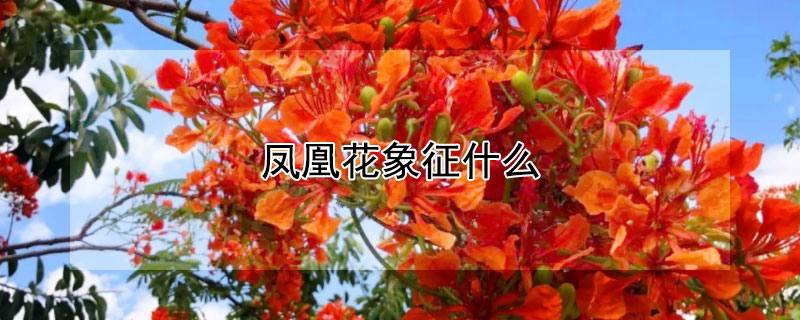 凤凰花象征什么