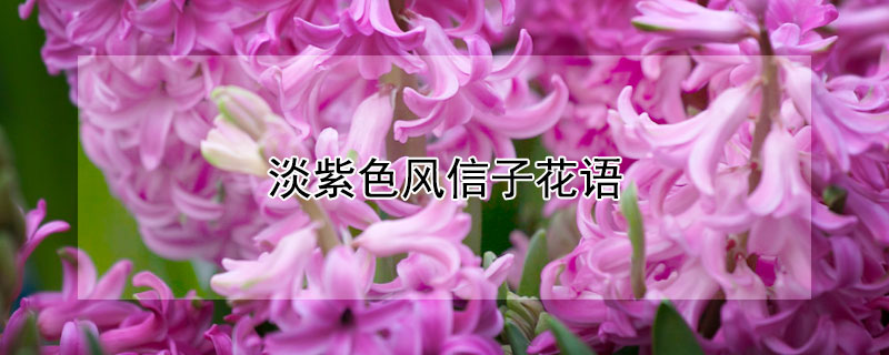 淡紫色风信子花语