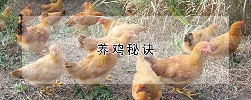 养鸡秘诀