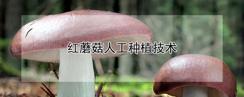 红蘑菇人工种植技术