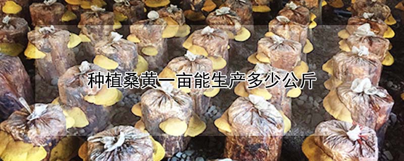 种植桑黄一亩能生产多少公斤