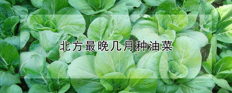 北方最晚几月种油菜