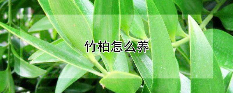 竹柏怎么养