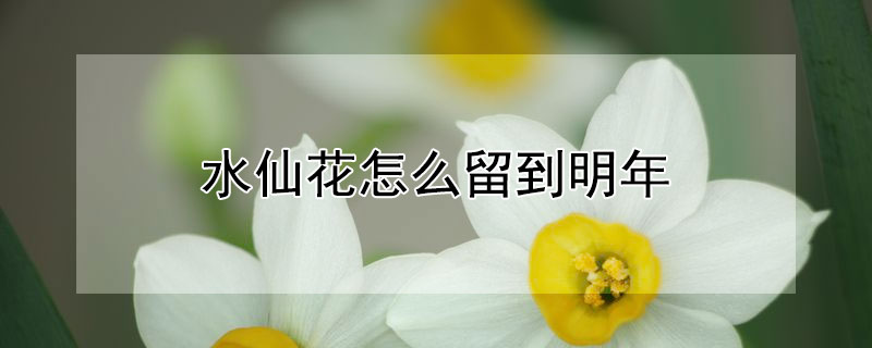 水仙花怎么留到明年