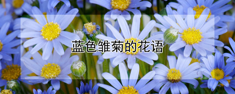 蓝色雏菊的花语