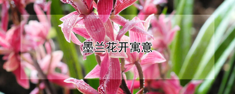 墨兰花开寓意