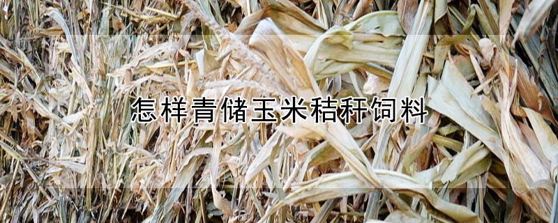 怎样青储玉米秸秆饲料