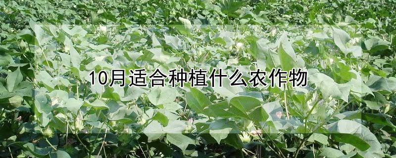 10月适合种植什么农作物