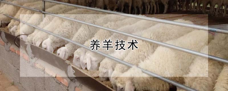 养羊技术
