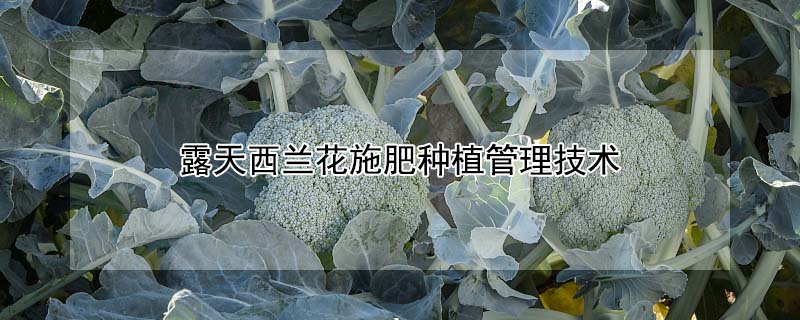 露天西兰花施肥种植管理技术