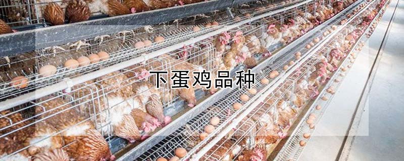 下蛋鸡品种