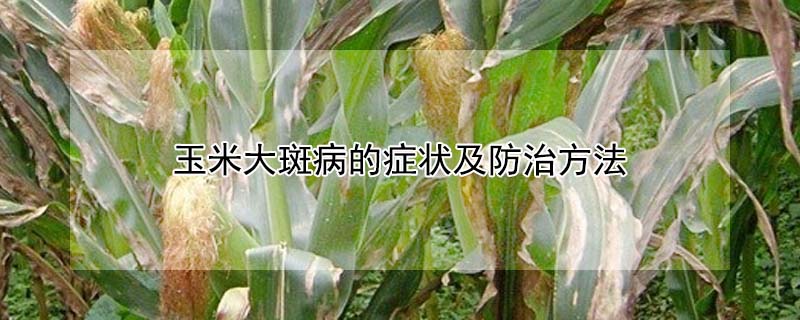 玉米大斑病的症状及防治方法