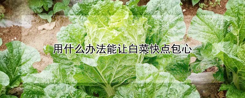 用什么办法能让白菜快点包心