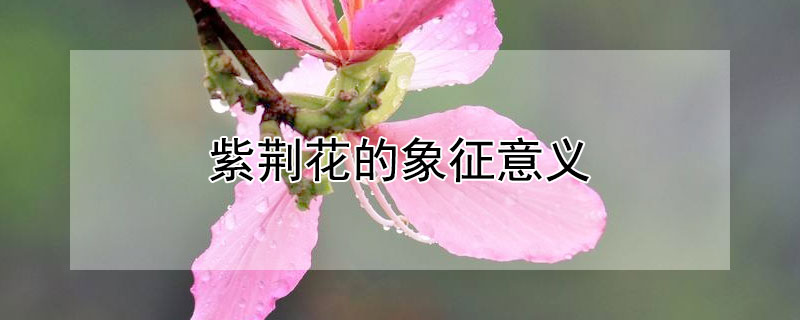紫荆花的象征意义