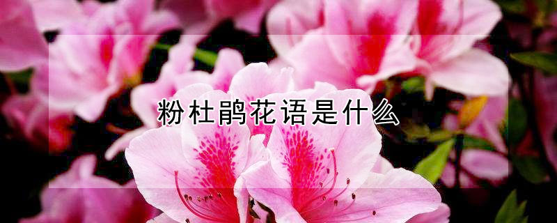 粉杜鹃花语是什么