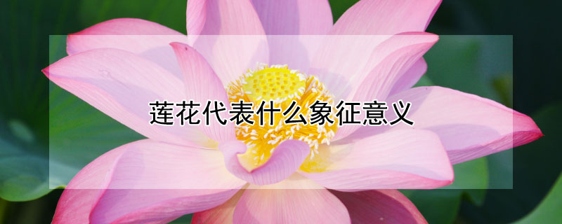 莲花代表什么象征意义