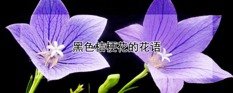 黑色桔梗花的花语 发财农业网