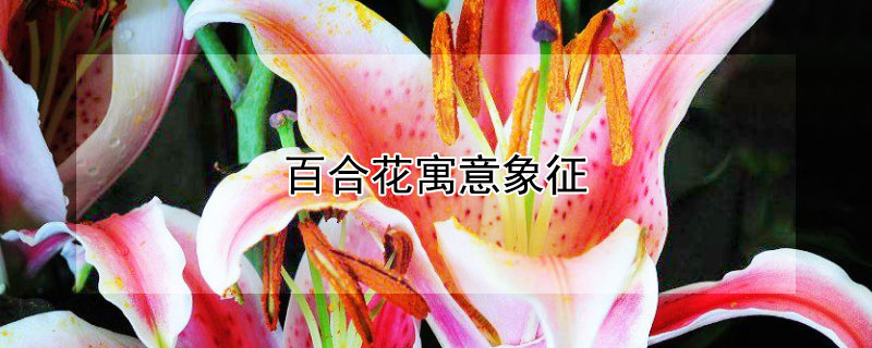 百合花寓意象征