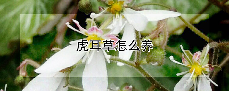 虎耳草怎么养