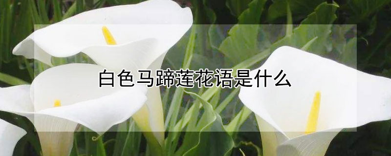 白色马蹄莲花语是什么