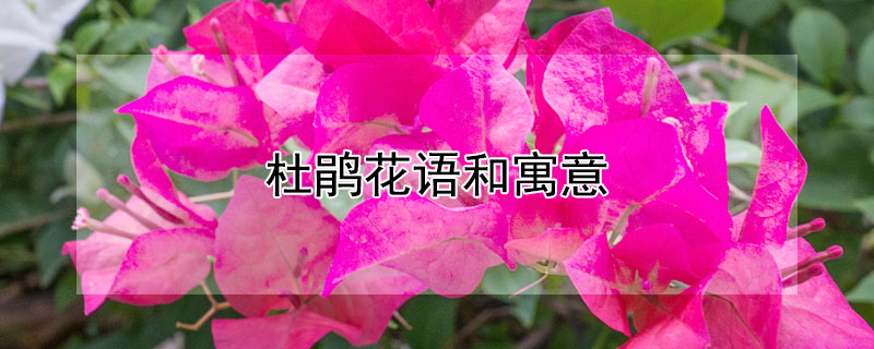 杜鹃花语和寓意