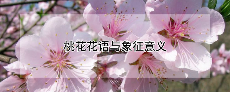 桃花花语与象征意义