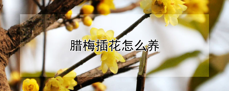 腊梅插花怎么养